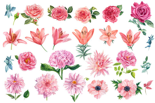 Beautiful set of watercolor flowers roses, leaves, anemones, hydrangeas and dahlias isolated background.