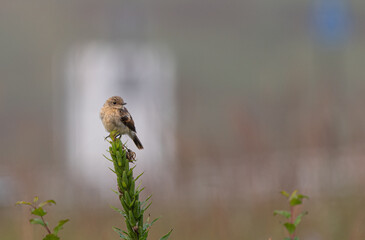 秋の風が吹く高原で出会った鳥　ノビタキ