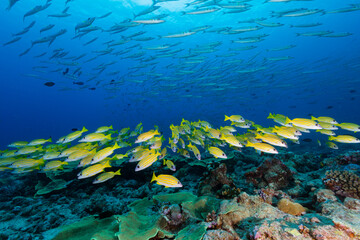 Naklejka na ściany i meble School of yellow fish swim under large school of silver barracuda with coral reef in Micronesia