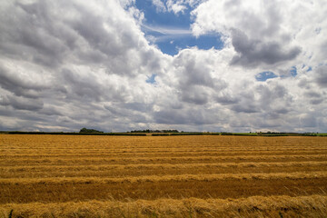 wheat field and sky