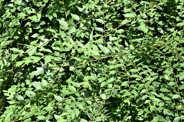 Obraz premium Branches of green tree leaves brightly lit by the sun summer, background for creativity