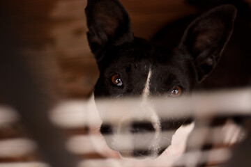 Beautiful and sad american staffordshire terrier dog looking with sad eyes through cage, need help