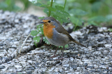 wunderschönes Rotkehlchen