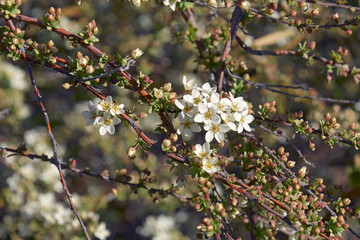 Ogon spirea (Spiraea thunbergii Ogon)