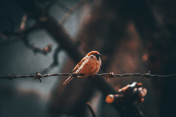 sparrow on a branch