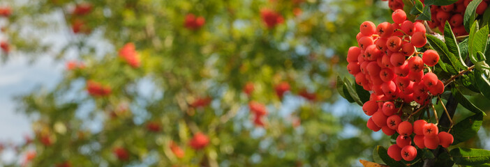 Banner: Reife rot-orange Beeren der Vogelbeeren an einer Eberesche (lat.: Sorbus aucuparia)