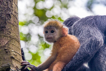 The baby Javan lutung (Trachypithecus auratus) closeup image,  also known as the ebony lutung and Javan langur, is an Old World monkey from the Colobinae subfamily