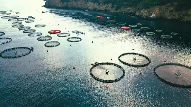  Aerial view video of Salmon fish farm with floating cages. 