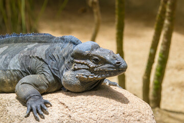 The rhinoceros iguana (Cyclura cornuta) is a threatened species of lizard in the family Iguanidae that is primarily found on the Caribbean island of Hispaniola. The closeup head image.