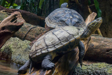 Vietnamese pond turtle (Mauremys annamensis) 
The head is dark with three or four yellow stripes...