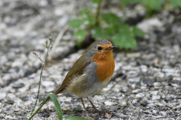 wunderschönes Rotkehlchen