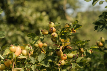 Ein Zweig mit Früchten der Hagebutte (lat. Rosa canina) im Sommer