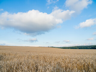 ripening ears of wheat on a wheat field