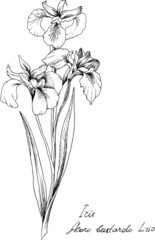 Hand-drawn botanical illustration of the iris flower. Each element is isolated. Very easy to edit for any of your projects. Vector illustration