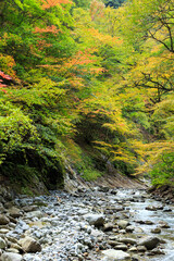 西沢渓谷の秋、赤　黄色　そして緑色の木と川