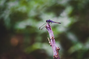 dragonfly on a branch