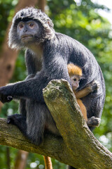 Obraz premium The female Javan lutung (Trachypithecus auratus) and baby's closeup image, also known as the ebony lutung and Javan langur, is an Old World monkey from the Colobinae subfamily