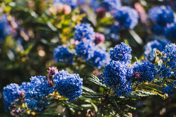 pacific blue ceanothus tree with blue flowers outdoor in sunny backyard