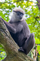 The purple-faced langur (Semnopithecus vetulus)  is a species of Old World monkey that is endemic to Sri Lanka. The animal is a long-tailed arboreal species, identified by a mostly brown dark face.