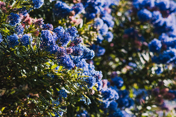 pacific blue ceanothus tree with blue flowers outdoor in sunny backyard