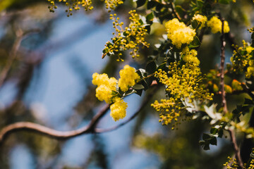 native Australian wattle plant outdoor in a sunny backyard