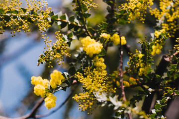 native Australian wattle plant outdoor in a sunny backyard