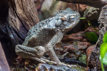 The giant river toad (Phrynoidis juxtasper)  is a species of toad in the family Bufonidae. It is found in Borneo and Sumatra below 1,600 m.
