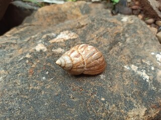 Close-up shot of a cochlea model on a rock.