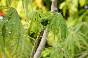 Fruit of Jatropha multifida seeds on branch and blur light green leaves. Another name is Coral bush, Coral plant, Physic nut and Guatemala Rhubarb.