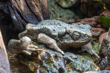 The giant river toad (Phrynoidis juxtasper)  is a species of toad in the family Bufonidae. It is found in Borneo and Sumatra below 1,600 m.
