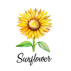 Aquarelle painting of sunflower sketch art illustration