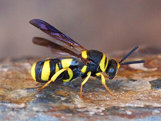 Wasp (Leucospis dorsigera)