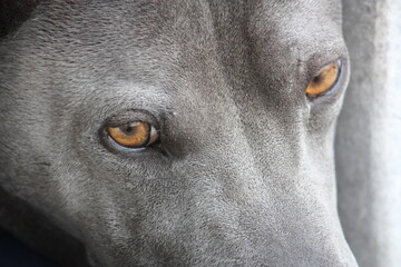 Obraz premium Portrait eines Thai Ridgeback Hundes mit treuem Blick 