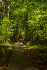 Fototapeta na wymiar Wooden bridge walk way through the forest