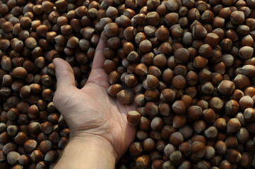 Close up hazelnuts. Hazelnut composition and backgorund. Turkish hazelnuts. organic natural food. taking nuts with his hand.healty food.