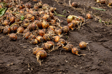 Onions in black farmland soil grubbed from the ground waiting to be collected. Agrarian vegetable and food industry.