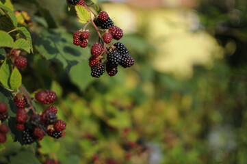 Hands picking blackberries during main harvest season with basket full of blackberries. ripe and unripe blackberries grows on the bush. . Berry background. Female hands hold blackberries.