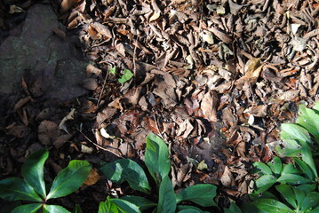 Abstract green leaves nature texture background. Creative layout for design