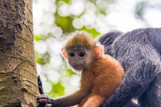 The baby Javan lutung (Trachypithecus auratus) closeup image,  also known as the ebony lutung and Javan langur, is an Old World monkey from the Colobinae subfamily