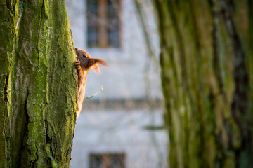 squirrel in the tree