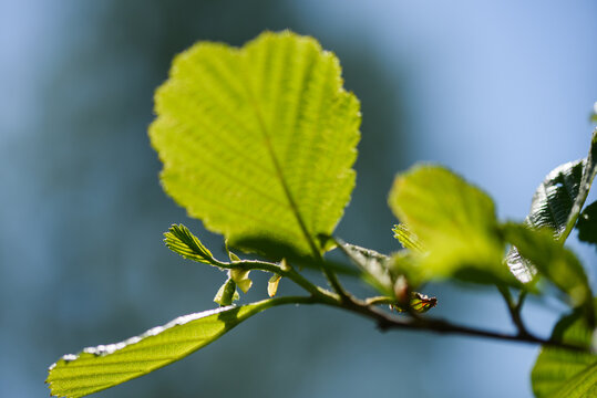 Close up of a green alder leaf against blue sky