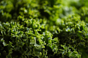 Macro photo of green kale leaves