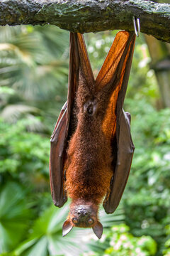 The closeup image of Malayan flying fox (Pteropus vampyrus).
a southeast Asian species of megabat, primarily feeds on flowers, nectar and fruit. 