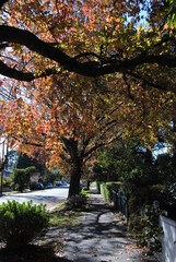 Leura, New South Wales / Australia in 2020: Leura street view in the falls with the red and yellow trees