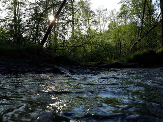 Pictured is a wild stream in the forest