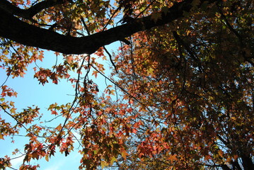 Leura, New South Wales / Australia in 2020: Leura street view in the falls with the red and yellow trees
