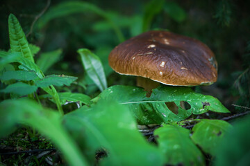 Beautiful blurred background fresh mushroom in the forest grass. 