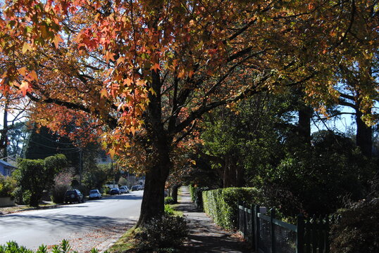Leura, New South Wales / Australia in 2020: Leura street view in the falls with the red and yellow trees