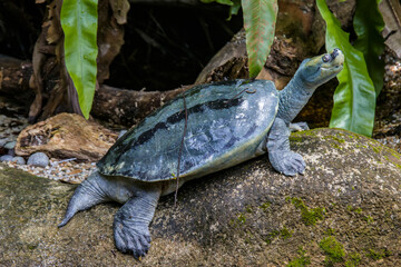 Obraz premium The Burmese roofed turtle (Batagur trivittata) is one of six species of turtle in the genus Batagur of the family Geoemydidae. It is endemic to Myanmar. It remains very rare in the wild.