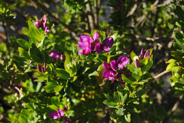 he purple flower and green trees with the while fence on the sunny day with the bright blue sky in the national park in the Blue Mountains, Australia